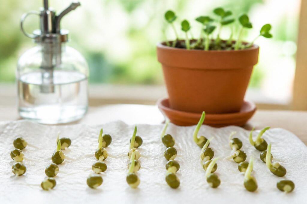 Temps de levée des haricots verts : comment réussir leur germination rapidement ?