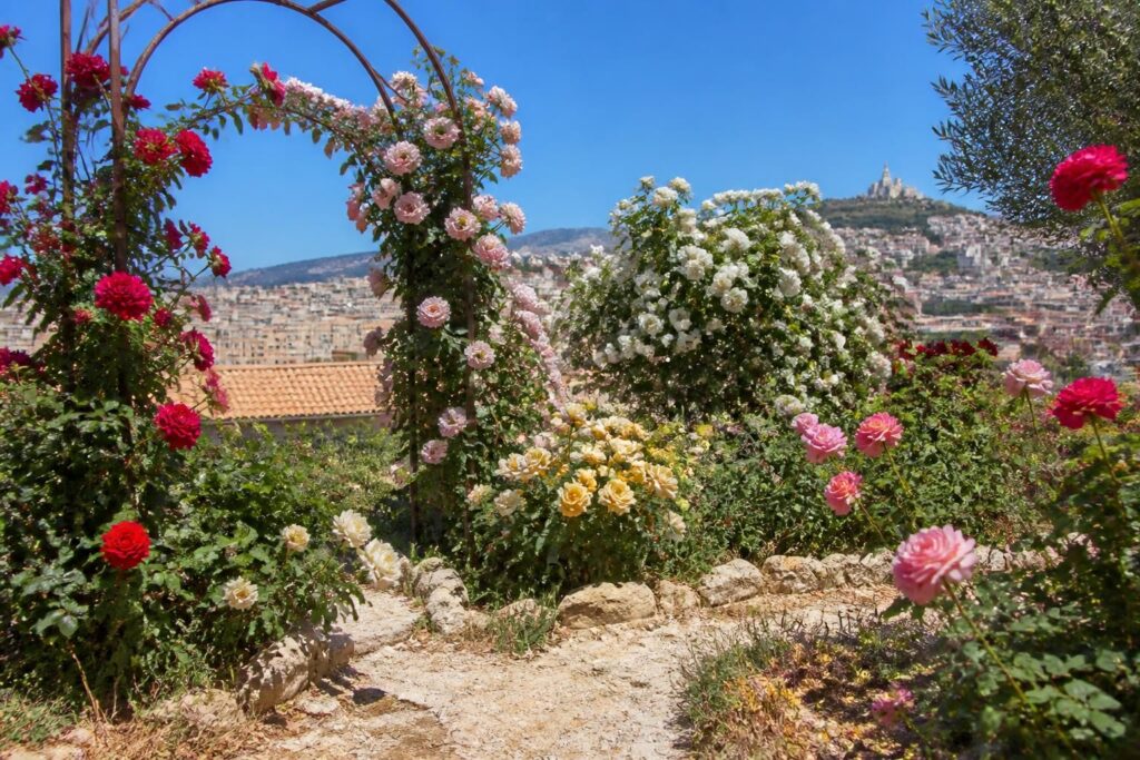 découvrez quelles variétés de rosiers sont les mieux adaptées au climat méditerranéen de marseille pour un jardin fleuri et résistant toute l'année.