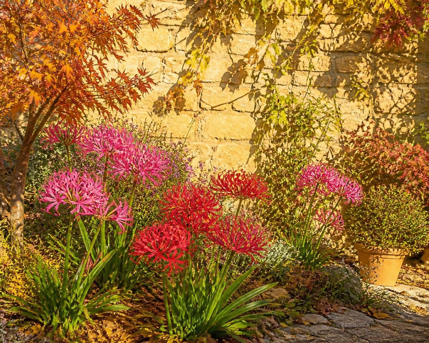découvrez nos astuces essentielles pour réussir la plantation des bulbes d’automne nerine et embellir votre jardin avec ces fleurs élégantes.
