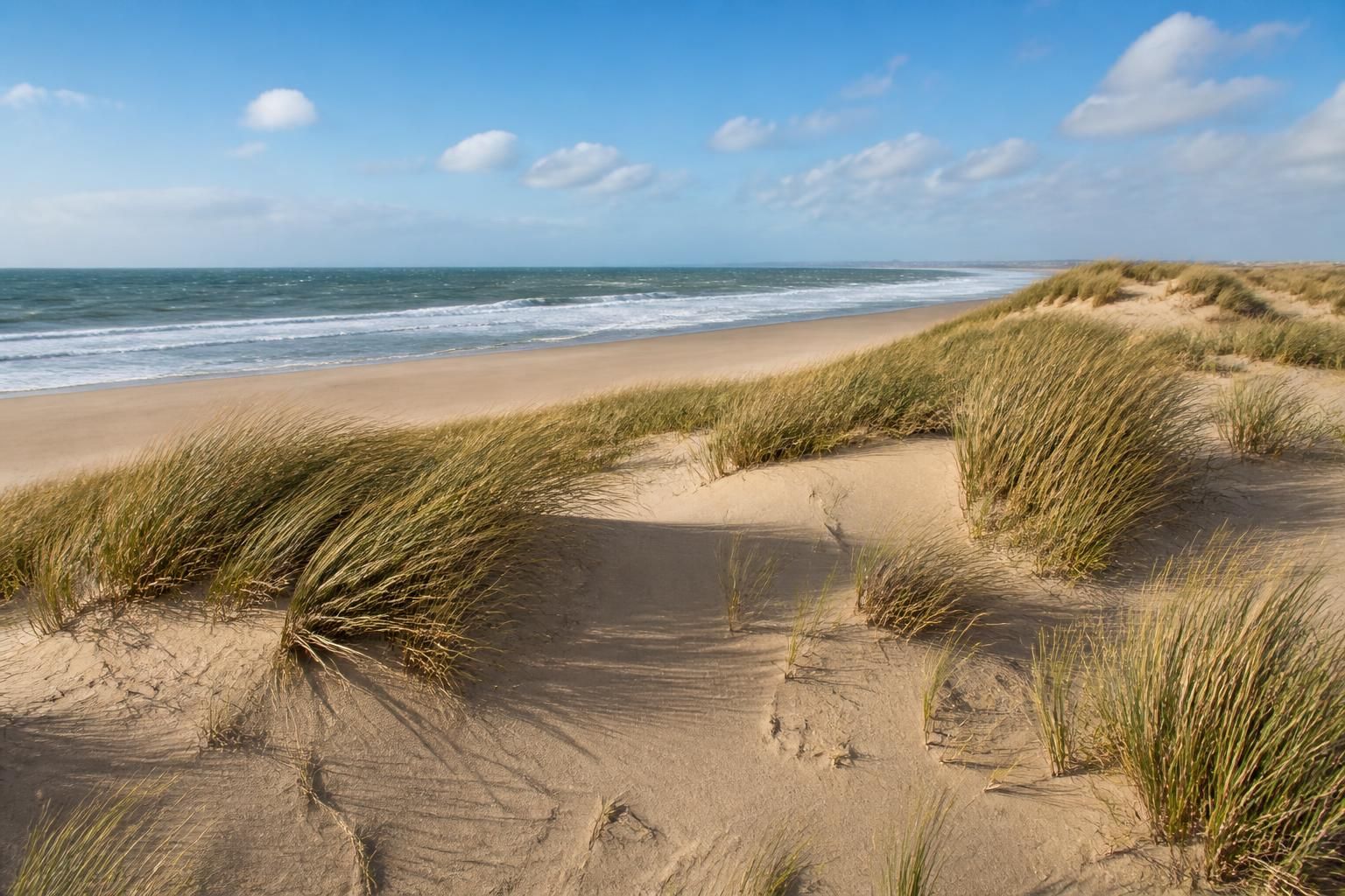 découvrez comment l'oyat, plante emblématique des dunes, protège efficacement le littoral français en stabilisant le sable et préservant les écosystèmes côtiers.